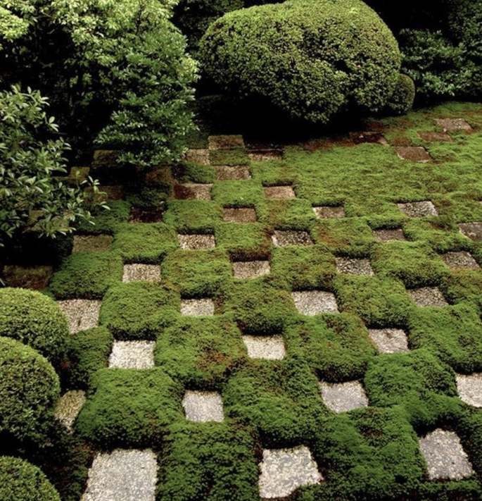 Landscaping 101 Ground Covers To Plant Between Pavers Melissa Penfold